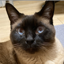 飼い猫のキナリ。おじ猫です。